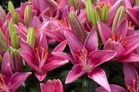 Wild pink Lillies in bloom in summer time outdoor garden.の写真素材