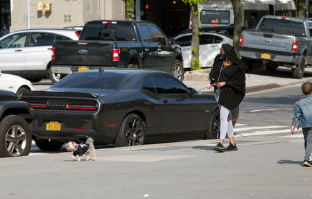 BRONX, NEW YORK, USA - May 20, 2020: Woman walks her dog while wearing a mask agains Covid-19.のeditorial素材