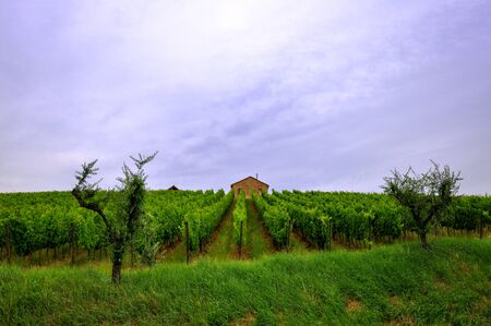 a vineyard between 2 trees and with a house as background in the hills of Romagna, Italyの写真素材