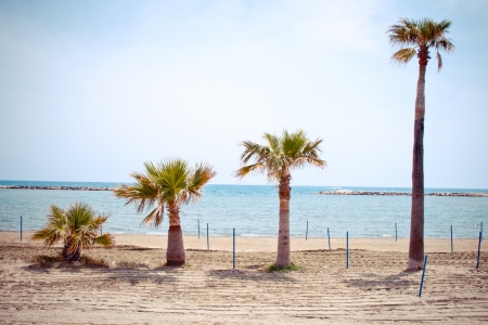 4 palm trees growing in a scale on Larnaca beach, Cyprusの写真素材
