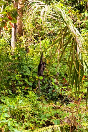 monkey in Angthong national marine park close to Koh Samui, Thailandの写真素材