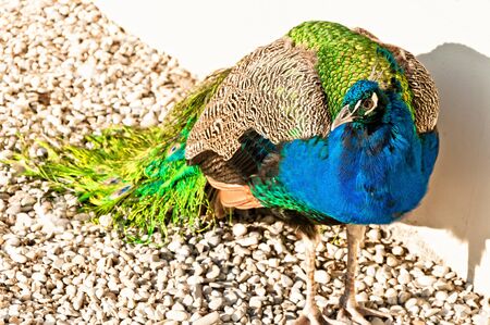 blue peacock posing in courtyardの写真素材