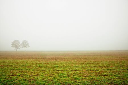 tree in dense fog during winterの写真素材