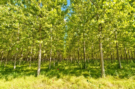 poplars forest in Po Valley, Italyの写真素材