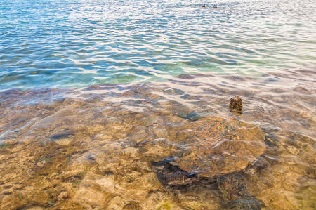 Green Sea Turtle  Chelonia Mydas  swimming in ocean sea in Maui, Hawaiiの写真素材