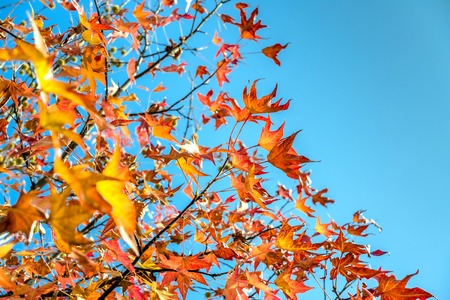 tree branches with yellow leaves in autumn and blue skyの写真素材