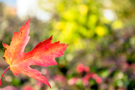 red autumn leaf with foliage blurred backgroundの写真素材