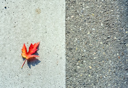 fallen leaf on tarmac with typical autumn coloursの写真素材
