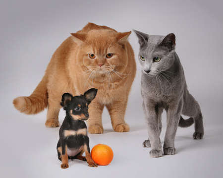 Russian Toy and cats in front of gree background whit orangeの写真素材
