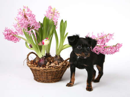 Russian Toy with flowerr in front of white background dress whit orangeの写真素材
