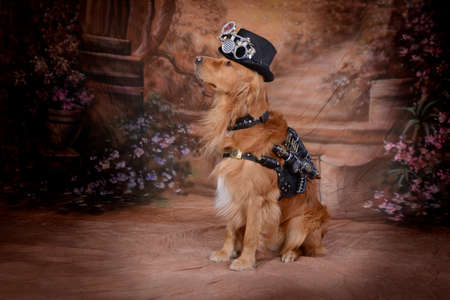 Golden Retriever dog clothes Steampunk outfit pistol hoses cylindersの写真素材