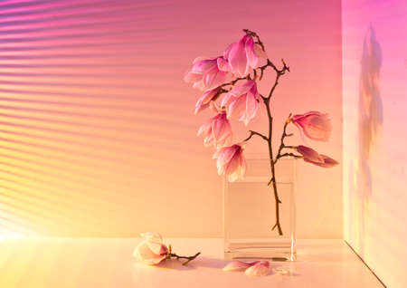 Beautiful magnolia flowers on the table in the vase light from the window through the blinds gradation color shadow on the wallの写真素材