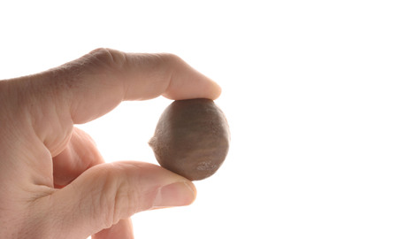 Fingers hold a chestnut, isolated on whiteの写真素材