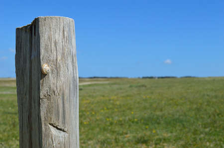 snail on a pole in Brittanyの写真素材