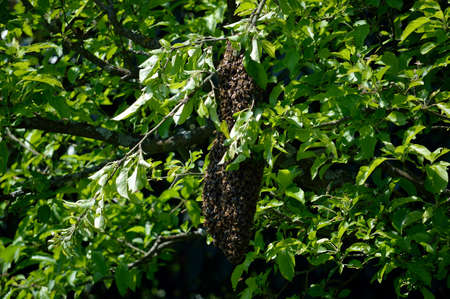 swarm of bees