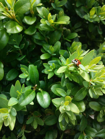 A ladybug on a boxwood faces the springの素材
