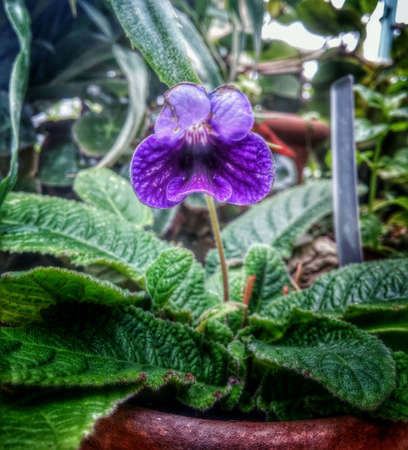 Purple flower in Darwin \ 's greenhouseの素材
