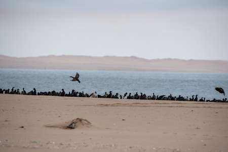 A cormorant colony in Walvis Bay, namibiaの写真素材