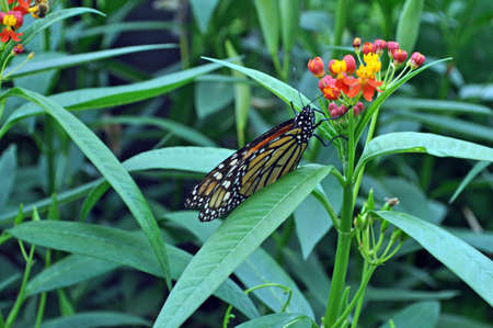 Butterfly perched on green plant with colorful flowers