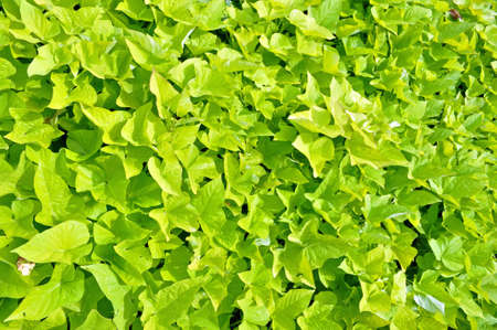 Green ivy covering forestの写真素材