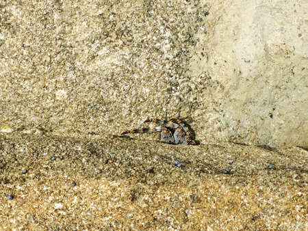 Crab between rock beachの写真素材