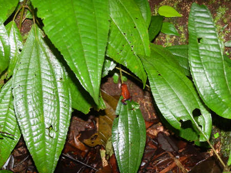 Red and black frog perched on plant leaf in the jungleの写真素材