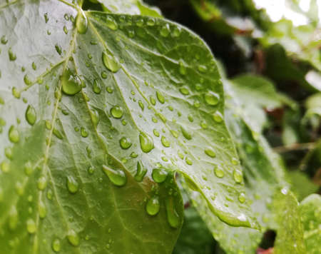 Leaf of ivy plant with rain dropsの写真素材