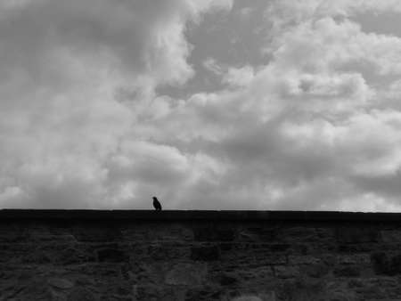 Stoned Crow on cemetery wallの写真素材