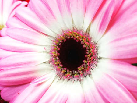 Surprise gift macro red flowerの写真素材