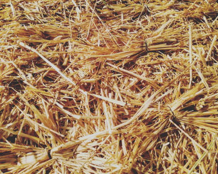 A needle in a haystackの写真素材