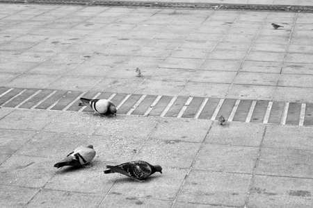 Birds eating in the streetの写真素材