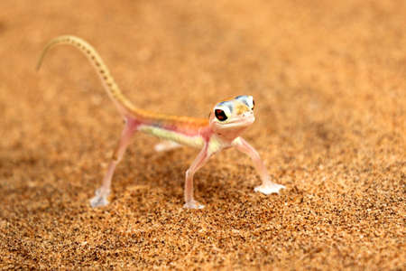 Palmatogecko - Namibiaの写真素材