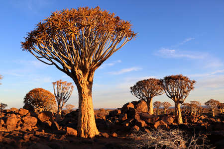 Quiver Tree Forest - Namibiaの写真素材