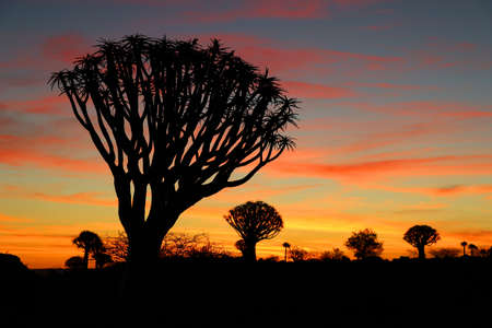 Quiver Tree Forest Sunset - Namibiaの写真素材