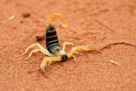 Scorpion - Namibiaの写真素材