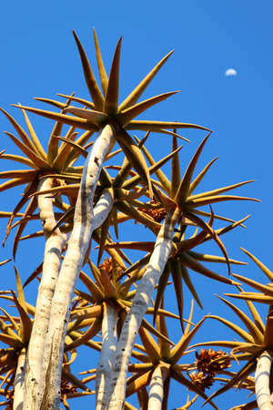 Quiver Tree - Namibiaの写真素材