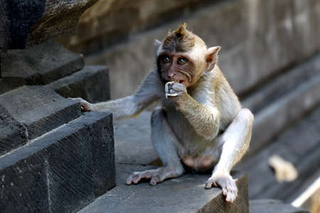 monkey baby with bubble gum - Bali