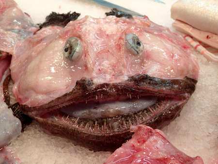 an impressive fish in the market - Mallorca Spain