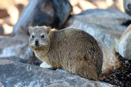 cute rock hyrax at the Quiver Tree Forest near Keetmanshoop - Namibia Africaの写真素材