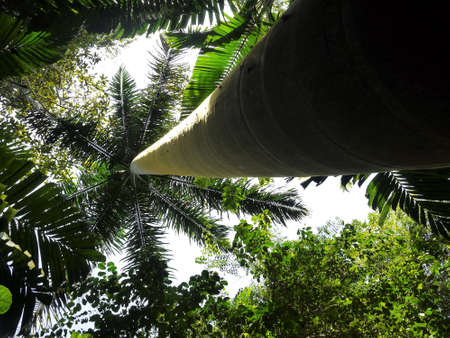 view from the lower trunk of a palm tree - Barbados
