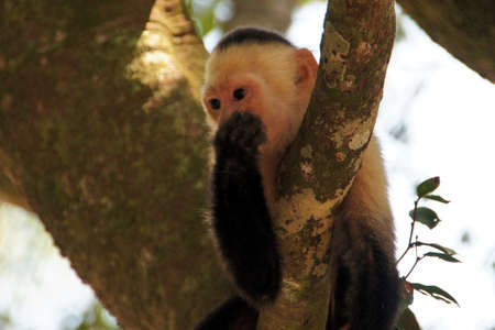 capuchin monkey in the tree - what happened expression - Costa Rica