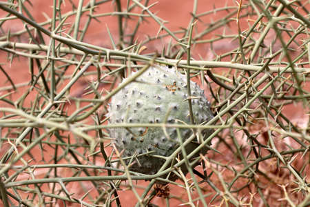 Nara (Acanthosicyos horridus) - Namibia Africaの写真素材
