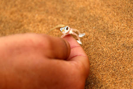 Palmatogecko on the hand - Namibia Africaの写真素材