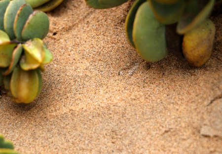 sand viper in the sand - Namibia Africa