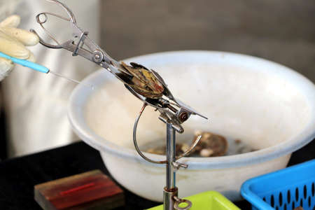 Saltwater pearl treatment - Halong Bay Vietnam