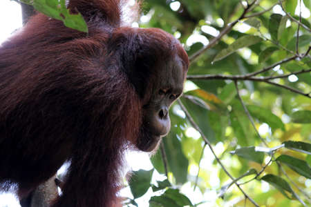 Borneo orangutan (Pongo pygmaeus) - Semenggoh Borneo Malaysia Asia