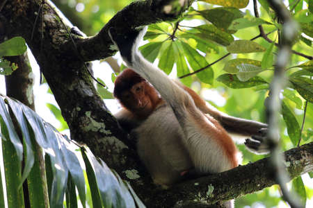 Proboscis monkey (Nasalis larvatus) - Borneo Malaysia Asia