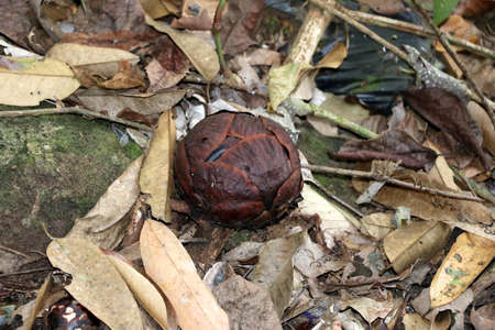 Rafflesia (Rafflesia arnoldii) flower bud - Borneo Malaysia Asia