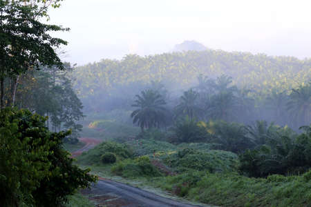 Morning mood with fog - Borneo Malaysia Asiaの写真素材