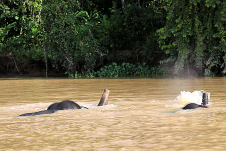 Borneo pygmy elephants (Elephas maximus borneensis) bathe in the river - Borneo Malaysia Asiaの写真素材